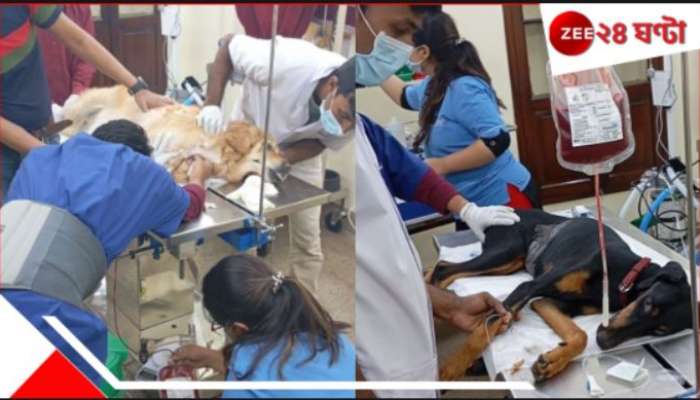 Dog Blood Donation: ডোবারম্যানকে ব্লাড দিল গোল্ডেন রিট্রিভার! কলকাতা সাক্ষী থাকল বিরল &#039;রক্তদানে&#039;র... 