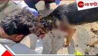মালিককে 'টার্গেট' বাঘের! ঝাঁপিয়ে পড়ল জার্মান শেফার্ড! বাঘে-কুকুরে অসম লড়াই শেষে...