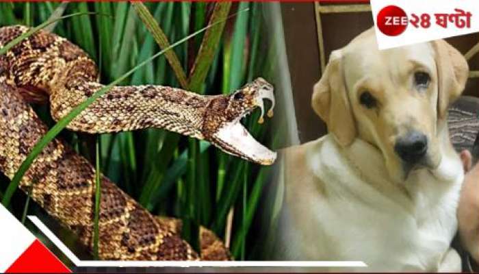 Dog-Snake Fight: বীরবিক্রমে মালিকের প্রাণ বাঁচিয়ে চন্দ্রবোড়ার কামড়ে বিপন্ন রকি...