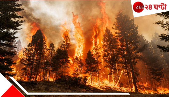 Fire in Forest of Jhargram: বিধ্বংসী আগুনে জ্বলছে জঙ্গল! দাউ দাউ আগুনে পুড়ছে গাছের পর গাছ...