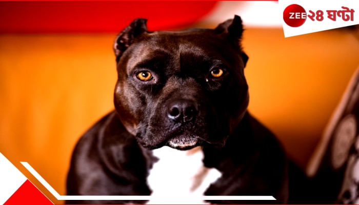 Pet Dog shot man | গুলি চালাল পোষ্য পিট বুল! গার্লফ্রেন্ডের সঙ্গে বিছানায় থাকা মালিক আহত ...