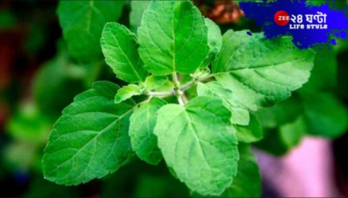 Tulsi Plant: বাড়িতে তুলসি গাছ রাখলেও ভুলেও যে কাজগুলি করবেন না! নইলে দুর্ভাগ্য নেমে আসবে জীবনে...