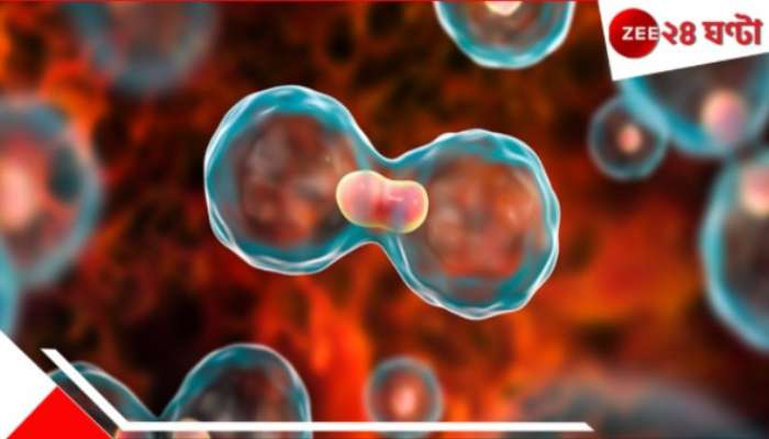 Cancer: ঘরেই চোখ রাঙাচ্ছে ক্যানসার! রোজকার ব্যবহারের ৭ জিনিস থেকেই হতে পারে 'মারণরোগ'... Cancer: ঘরেই চোখ রাঙাচ্ছে ক্যানসার! রোজকার ব্যবহারের ৭ জিনিস থেকেই হতে পারে 'মারণরোগ'...