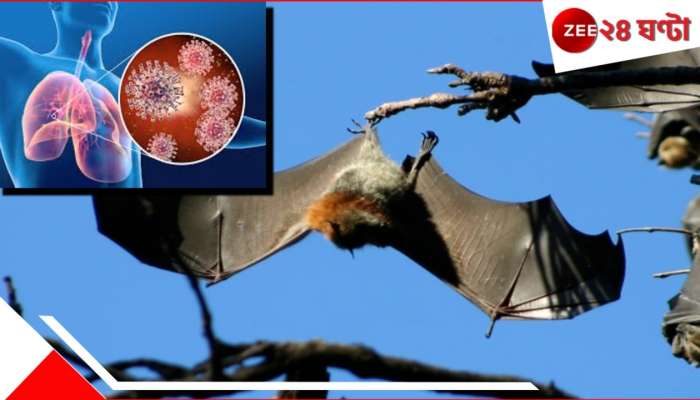 Pandemic Alert | New Coronavirus: বাদুড়ে মিলল নয়া করোনাভাইরাস! মারাত্মক MERS-CoV-এর সঙ্গে মিল! মৃত্যু বহু... ফের অতিমারী বিশ্বে? Pandemic Alert | New Coronavirus: বাদুড়ে মিলল নয়া করোনাভাইরাস! মারাত্মক MERS-CoV-এর সঙ্গে মিল! মৃত্যু বহু... ফের অতিমারী বিশ্বে?
