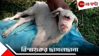 বিস্ময়কর! ছাগলের পেটে মানুষের বাচ্চা? শোরগোল মালবাজারে...