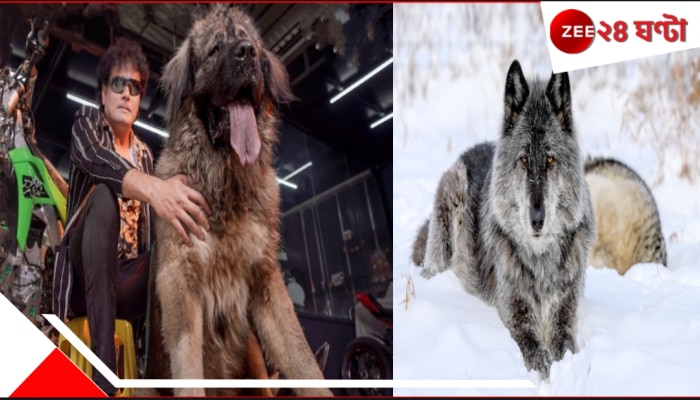 World&#039;s Most Expensive Dog: বাপরে! একটা কুকুরের দাম ৫০ কোটি! ব্রিডটাই-বা কী? দেশের সবচেয়ে দামি এ পোষ্য কার?