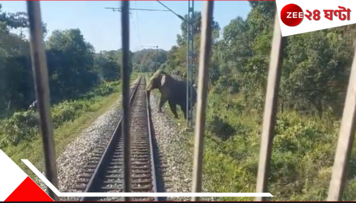 Save Wild Elephant: ডুয়ার্সের রেলপথে নয়া প্রযুক্তি! হাতিমৃত্যু রুখতে ১০৮ কিমি এলাকা জুড়ে চলছে বিশাল কাজ...