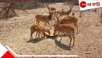 ৪০.৪ ডিগ্রি তাপমাত্রা! তীব্র দাবদাহে নাজেহাল মানুষ থেকে বন্যপ্রাণ...