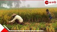 সবুজ ধানখেতে লুকিয়ে মৃত্য়ু! পা দিতেই ছটফটিয়ে শেষ দুই ভাই...