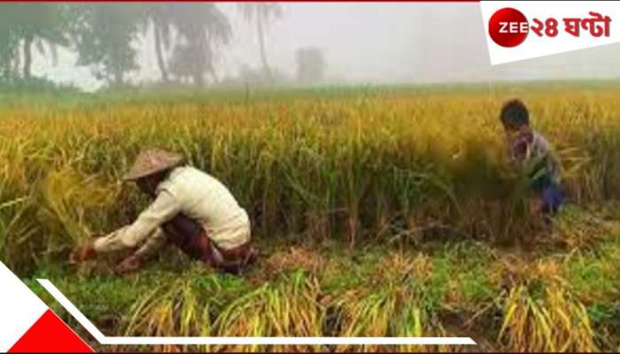 Gosaba: সবুজ ধানখেতে লুকিয়ে মৃত্য়ু! পা দিতেই ছটফটিয়ে শেষ দুই ভাই... Gosaba: সবুজ ধানখেতে লুকিয়ে মৃত্য়ু! পা দিতেই ছটফটিয়ে শেষ দুই ভাই...