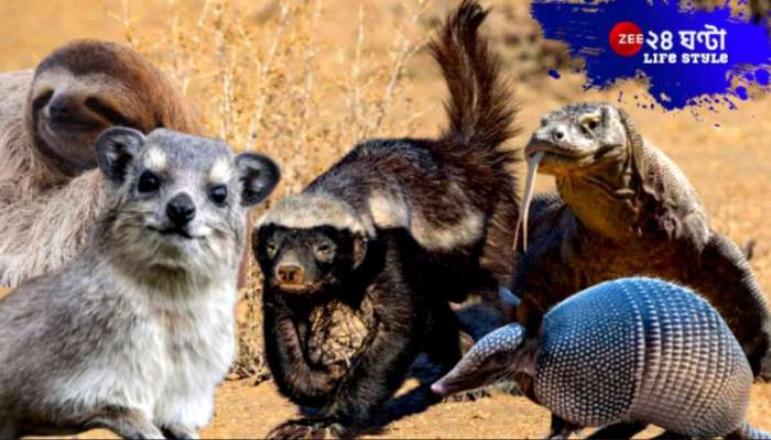 Most Interesting Animal: পৃথিবীতে ঘুরে ফিরে বেড়ায় এই অবিশ্বাস্য ৯ অদ্ভুত প্রাণী... Most Interesting Animal: পৃথিবীতে ঘুরে ফিরে বেড়ায় এই অবিশ্বাস্য ৯ অদ্ভুত প্রাণী...