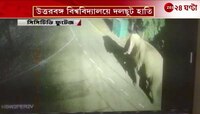Elephant at North Bengal University | উত্তরবঙ্গ বিশ্ববিদ্যালয়ে দলছুট হাতি | Zee 24 Ghanta