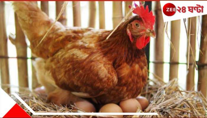 Egg and chicken: ১ মে থেকে পাওয়া যাবে না চিকেন ও ডিম! দেশজুড়ে এই সিদ্ধান্ত... 