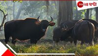 ঘুম থেকে উঠে উঠোন ঝাঁট দিচ্ছিলেন! হঠাৎই বন থেকে বেরিয়ে সামনে এসে দাঁড়াল দুই 
