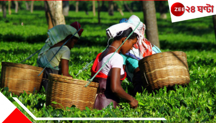Jalpaiguri | Tea-Garden: চা-বাগানে নেই কাজ; বাধ্য হয়েই নেমেছেন 'ব্যবসায়'... উদ্ধার....