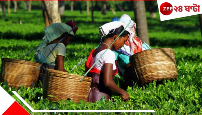 Jalpaiguri | Tea-Garden: চা-বাগানে নেই কাজ; বাধ্য হয়েই নেমেছেন &#039;ব্যবসায়&#039;... উদ্ধার....