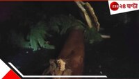 ঝড়ে গাছ তারে, তারপর... খাস কলকাতায় কালবৈশাখীর তাণ্ডবে মহিলার 'ভয়ংকর' মৃত্যু! 