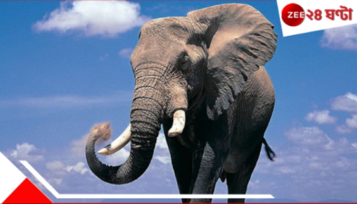 Wild Elephant Attack: মৃত্যু, তাণ্ডব... অবশেষে ধরা পড়ল &#039;খুনি&#039; হাতি!