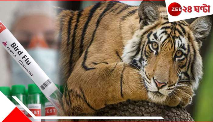Bird flu scare: মরে গেল জাঁদরেল বাঘিনী, ভয়ে বন্ধ চিড়িয়াখানা! ফের ভাইরাস-হানায় মহামারী আতঙ্ক দেশে...