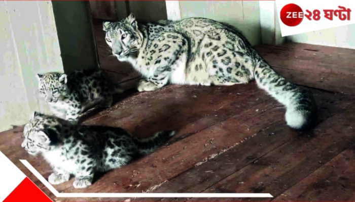 Snow Leopard in Darjeeling Zoo: দার্জিলিং জমজমাট! মা হল স্নো লেপার্ড, এবার চিড়িয়াখানায় থাকবে শুধুই বরফ...