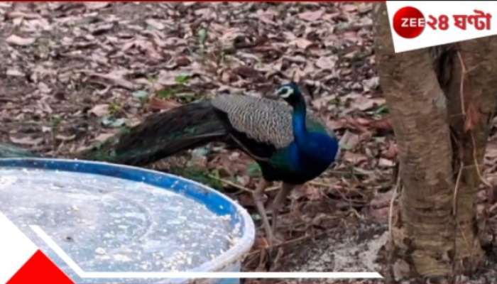 Peacock in Hooghly village: হুগলির গ্রামে নীলকণ্ঠী ময়ূর! কুকুর কামড়ে খাচ্ছে নয় কীটনাশক মারছে, জাতীয় পাখির অস্তিত্বরক্ষার লড়াই...