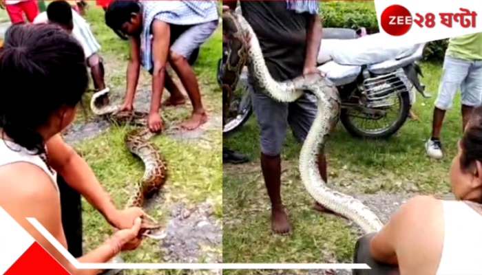 Dooars Python: নালায় ঘাপটি মেরে বিশালকার অজগর! ডুয়ার্সের চা বাগানে হুলস্থুল...