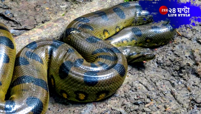 Amazon Jungle Anaconda: আমাজনের জঙ্গলে খোঁজ মিলল সবচেয়ে লম্বা ও ভারী বিশাল অ্যানাকোন্ডার, কত ওজন জানেন?