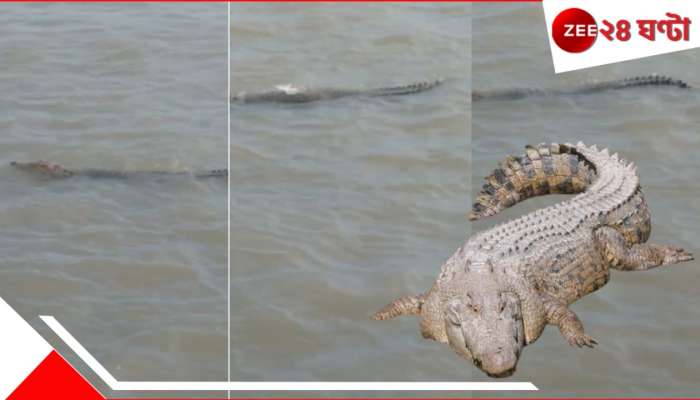 Crocodile in Ganges: লঞ্চের পাশেই বিশাল কুমির! নবদ্বীপের পর এবার শান্তিপুরের গঙ্গায়... ব্যাপক আতঙ্ক...