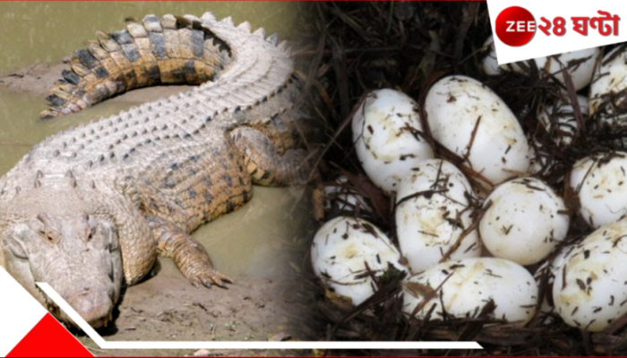 Crocodile in Patharpratima: এলাকায় টহল দিচ্ছে দৈত্যাকার হিংস্র কুমির! আম পাড়তে গিয়ে যা হল...ভয়ংকর!