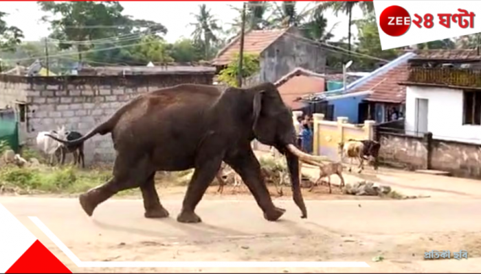Elephant Attack: ভয়ঙ্কর! আচমকায় দাঁতালের তাণ্ডবে মুহূর্তে লন্ডভন্ড এলাকা...