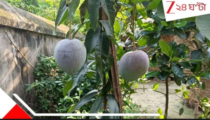  Burdwan: &#039;তেমন সার লাগে না&#039;, বর্ধমানে ফলল হিমাচল প্রদেশের আপেল! টবেই...