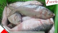 মরশুমের প্রথম ইলিশ! দীঘায় উঠল টন টন রুপোলি শস্য... ছোট থেকে বড়, দাম কত?