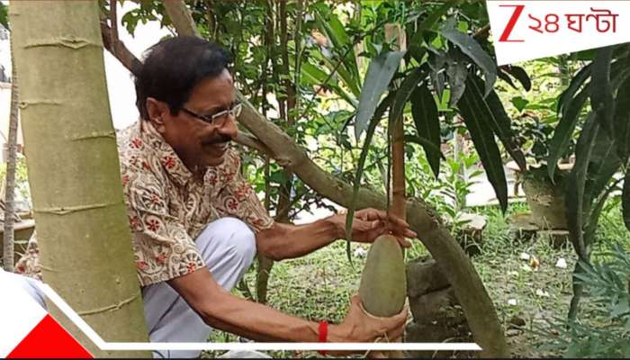 বাড়ির ছাদে বিদেশি আমের বাহার! অবসরের পর টবেই টাকা রোজগারের পথ দেখাচ্ছেন শিক্ষক....