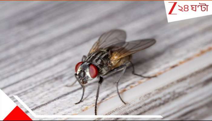 Flies: মাছির দৌরাত্ম্যে দিনরাত কাটছে মশারির ভেতরেই! নাজেহাল ৮-১০ গ্রামের মানুষ, ছড়াচ্ছে অসুখও...