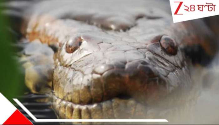 ব্রাজিলের অ্যানাকোন্ডা বর্ধমানে? দামোদর থেকে উঠল নাম না জানা বিশাল দৈত্য! আতঙ্ক...
