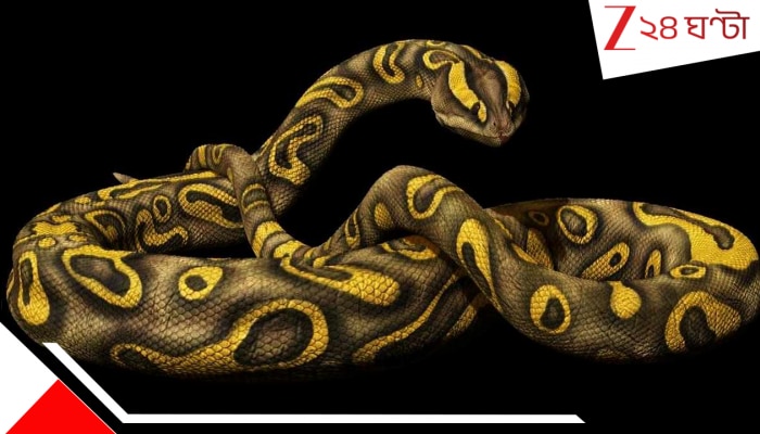 Meet Vasuki Indicus: ৪৯ ফুট লম্বা ১‍০০০ কিলোর সাপ! ঘাপটি মেরে ছিল মাটির তলায়, হদিশ মিলল গুজরাতেই....