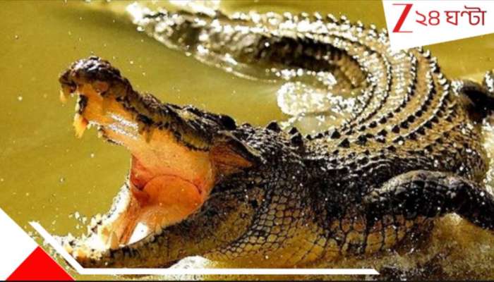 Crocodile in Ganges: সাবধান! উত্তরপাড়া-কোন্নগরে গঙ্গায় ঘুরে বেড়াচ্ছে কুমির, চরম আতঙ্ক....