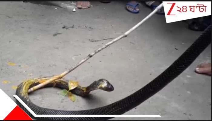 Katwa: কেউটের ছোবলেও বিষ নেই! বিষধর সাপই দেবী, বর্ধমানের গ্রামে এক আশ্চর্য উত্‍সব...
