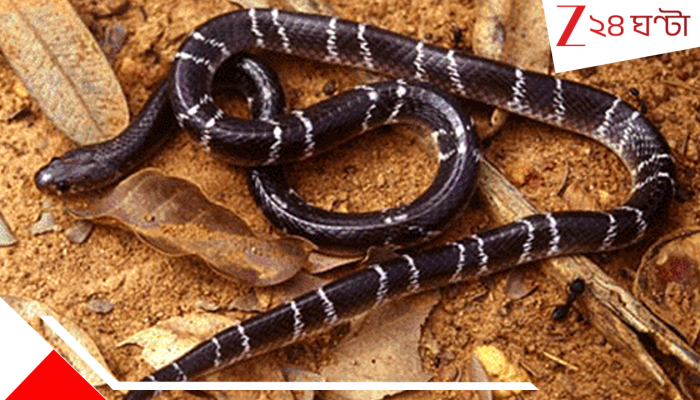 Bardhaman Snakebite: স্থানীয় চিকিত্সকও বুঝতে পারেননি সাপে কামড়েছে, যখন বোঝা গেল তখন আর...
