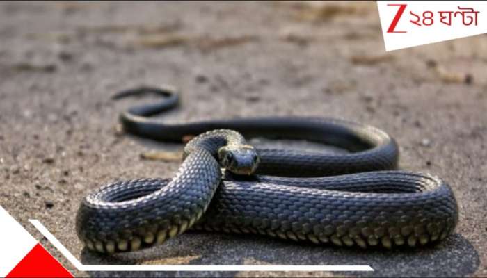 Snake Bite: সাপের ছোবেল হার্ট বন্ধ! মৃত্যুর মুখ থেকে ফিরল নাবালক... সরকারি হাসপাতালেই...