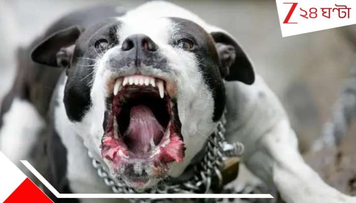 Pitbull attack: বাবা-মায়ের চোখের সামনেই ঝাঁপিয়ে পড়ল বাড়িমালিকের পিটবুল! ৭ বছরের মেয়েকে হিং*স্র কুকুর একেবারে...