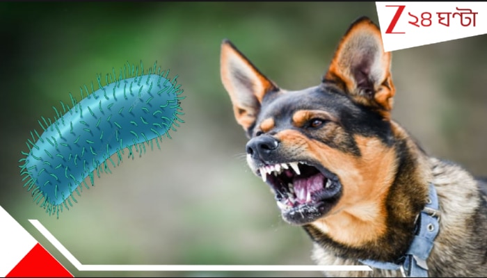 Rabies Outbreak In US: ভয়াল মহামারি! দিনে উড়ছে বাদুড়, আঁচড়ে দিচ্ছে কুকুর-বিড়াল! গত ১০ বছরে কখনও এমন মারাত্মক হয়ে ওঠেনি...