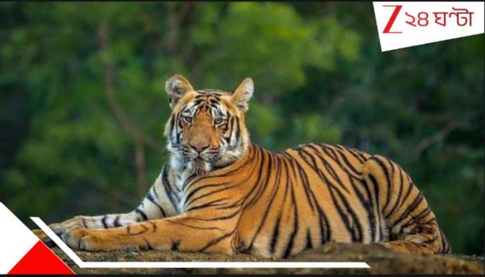 Royal Bengal Tiger: সুন্দরবনে দেখা মিলল রয়্যাল বেঙ্গল টাইগারের! লঞ্চ থেকে ঘুরে তাকাতেই &#039;বাদাবনের রাজা&#039;...