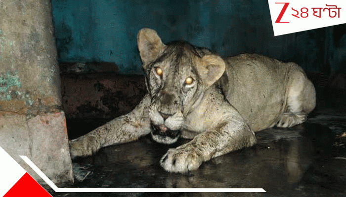 National Zoo In Mirpur: চিড়িয়াখানার খাঁচার বাইরে বেরিয়ে পড়ল সিংহী! হাড়হিম ঘটনায় দর্শনার্থীদের শিরদাঁড়ায় শীতল স্রোত… National Zoo In Mirpur: চিড়িয়াখানার খাঁচার বাইরে বেরিয়ে পড়ল সিংহী! হাড়হিম ঘটনায় দর্শনার্থীদের শিরদাঁড়ায় শীতল স্রোত…