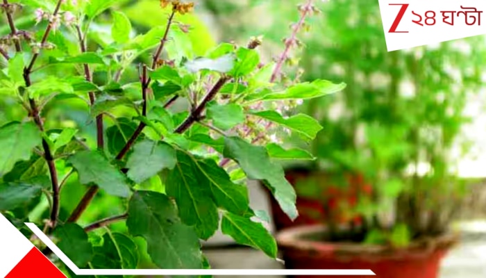 Medicinal Value of Tulsi: সকালে কয়েকটি তুলসী পাতা চিবিয়ে খেলেই কেল্লা ফতে! আসলেই কি এতে রোগ প্রতিরোধ ক্ষমতা বাড়ে? স্ট্রেস কমে?