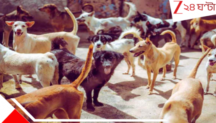 Mass dog killing: নারকীয় হত্যাকাণ্ড! মাত্র তিন দিনে ৩০০ পথকুকুরকে নৃশংস খুন করল বর্বররা… সুপ্রিম কোর্টের রায়ের পরই এ কী শুরু হল?