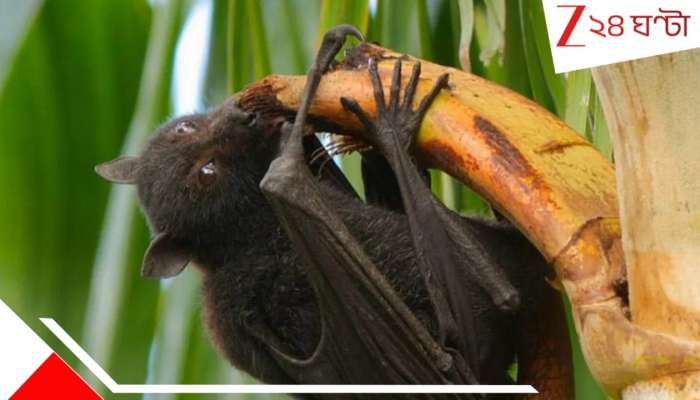 Nipah Virus: বাংলায় বাড়ছে সন্দেহভাজন নিপা আক্রান্ত! কোন কোন খাবারে ছড়াতে পারে 'মারণ' ভাইরাস? চিকিৎসায় দেওয়া হচ্ছে কোভিড-ড্রাগ Remdesivir...