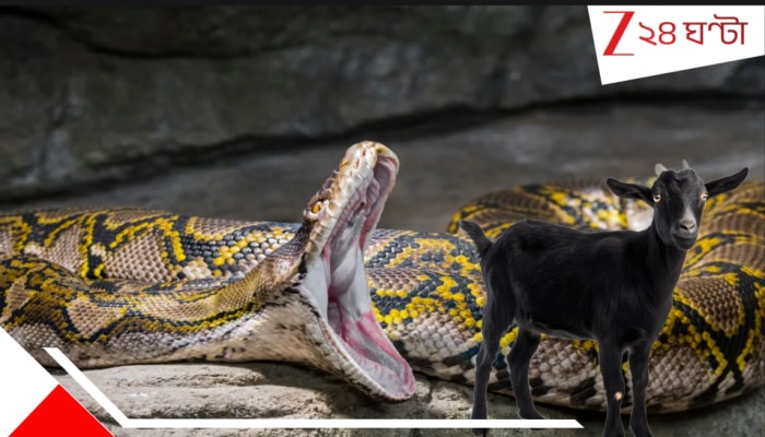Deadliest Python Swallow Goat: ১৬ ফুটের ভয়ংকর পাইথন গিলল আস্ত ছাগল; দৈত্যাকার সরীসৃপের ত্রাসে কাঁপছে এলাকা