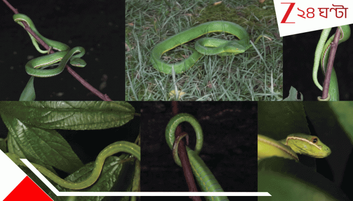 Deadly New Snake Species Found: ৪০ বছর পর জঙ্গলে ফেরার ‘দার্শনিক’, সবুজ বর্ণের শরীরে হলুদ দু’চোখ, ছদ্মবেশীর কামড়ে ভয়ংকর বিষ Deadly New Snake Species Found: ৪০ বছর পর জঙ্গলে ফেরার ‘দার্শনিক’, সবুজ বর্ণের শরীরে হলুদ দু’চোখ, ছদ্মবেশীর কামড়ে ভয়ংকর বিষ