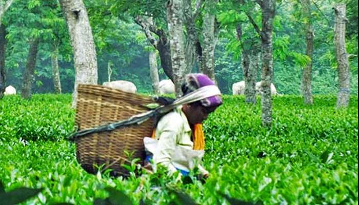 বৈঠকের আশ্বাসে অনশন প্রত্যাহার করলেন ২৭ জন চা শ্রমিক